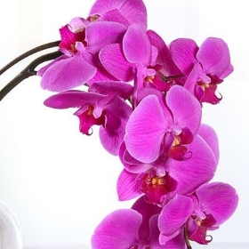 Pink Bottled Orchid